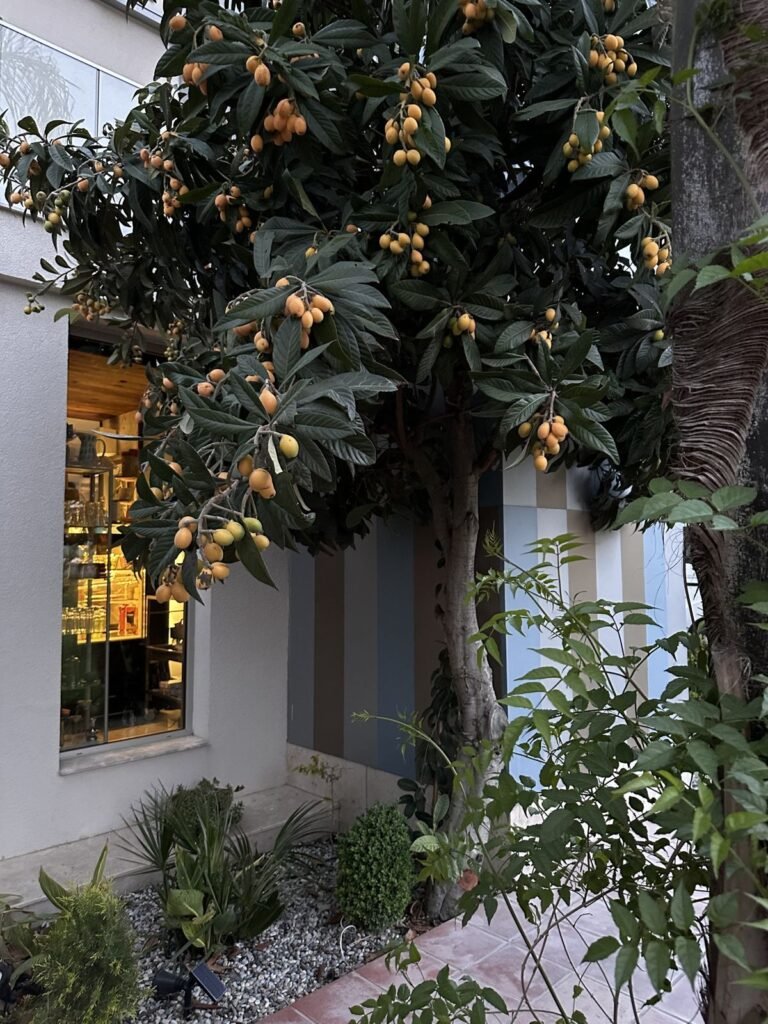 Fruit trees in the Mandarin Grove garden