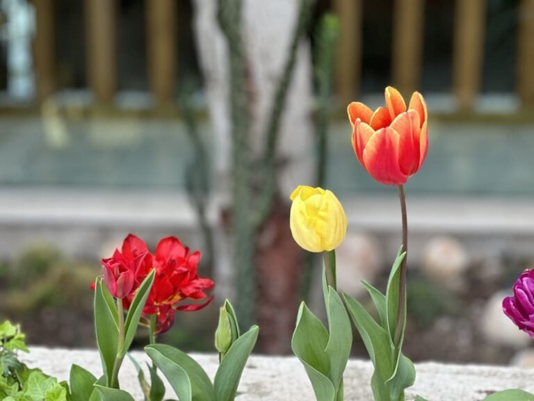 Spring tulips in the garden